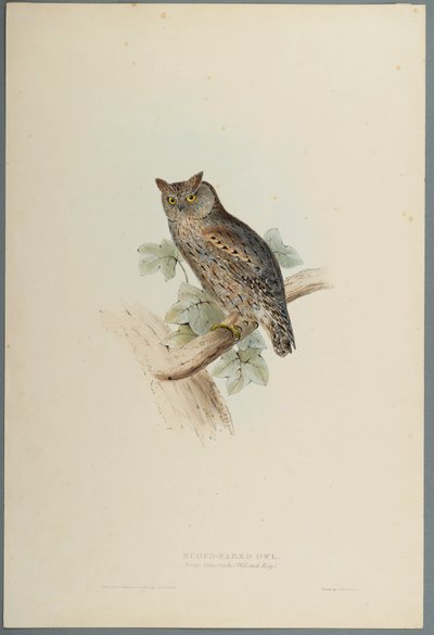 Scops Aldrovandi - Scops Eared Owl (farge litho på vevd papir) av John Gould