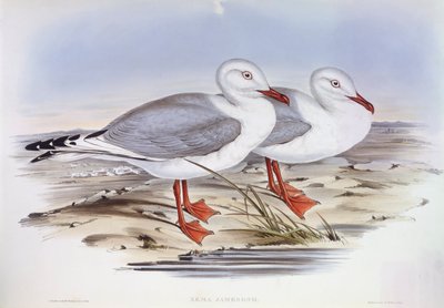 Sølvmåke (Larus novaehollandiae), Gravering av John Gould av John Gould