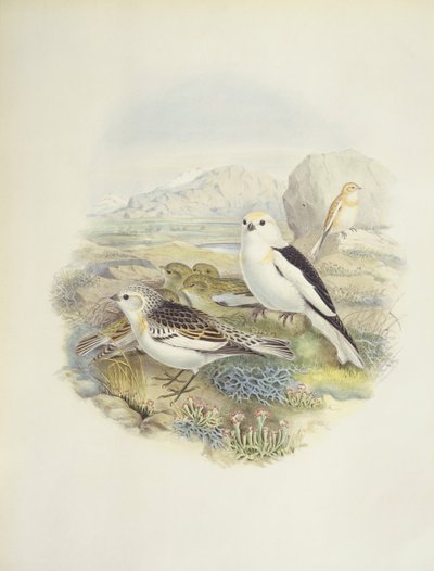 Snøspurv (Plectrophenax nivalis), illustrasjon av John Gould