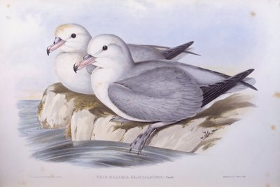 Southern fulmar (Fulmarus glacialoides), Gravering av John Gould av John Gould