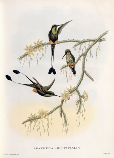 Spathura Solstitialis av John Gould