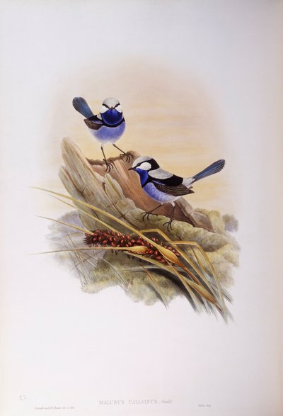 Splendid fairywren (Malurus splendens), Gravering av John Gould av John Gould