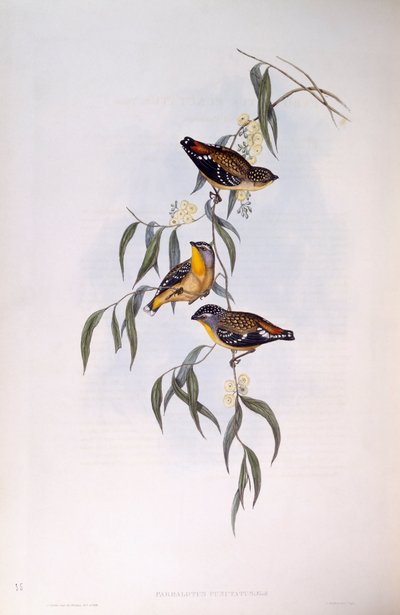 Spotted pardalote (Pardalotus punctatus), Gravering av John Gould av John Gould