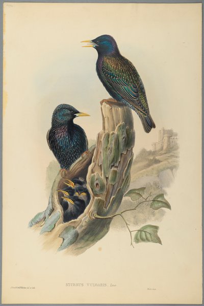 Stær: Sturnus Vulgaris (Linn) (fargelitho på vevd papir) av John Gould