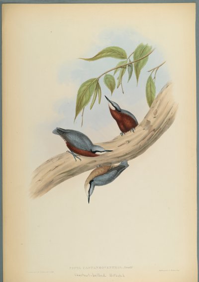 Stila Castaneoventris, Kastanje-Bellied Nuthatch (fargelitho på vevd papir) av John Gould
