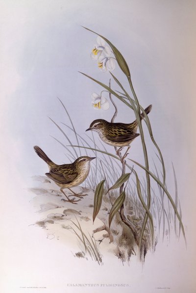 Trådstripet calamanthus (Calamanthus fuliginosus), Gravering av John Gould av John Gould
