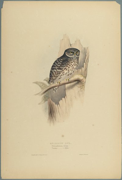 Strix Pafsernia - Noctua (fargelitho på vevd papir) av John Gould