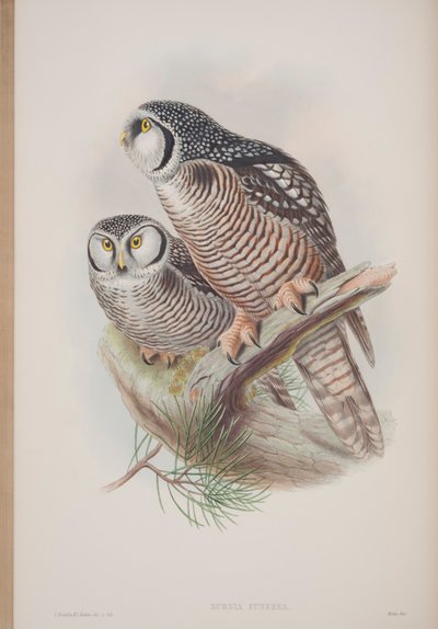 Surnia Funerea, tallerken fra The Birds of Great Britain av John Gould, utgitt 1862-73 (håndfarget lito) av John Gould