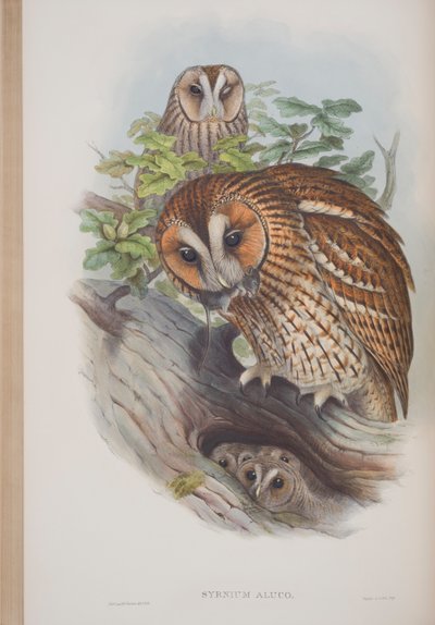Syrnium Aluco, plate fra The Birds of Great Britain av John Gould, utgitt 1862-73 (håndfarget lito) av John Gould