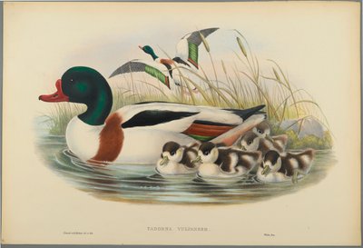 Tadorna Vulpanser: Sheldrake (fargelitho på vevd papir) av John Gould