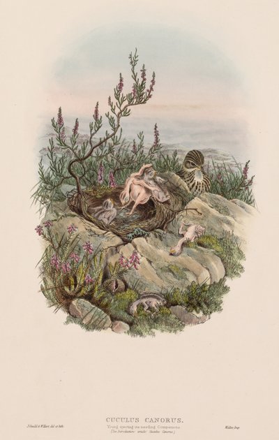 The Birds of Great Britain: Cuculus canorus. av John Gould
