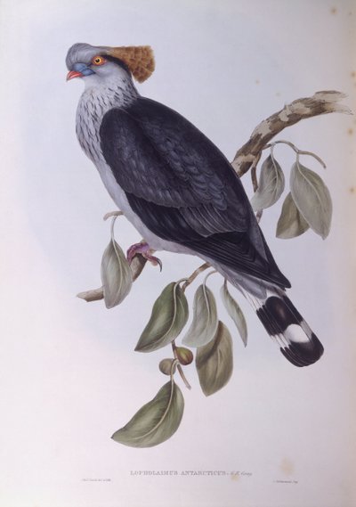 Toppknutedue (Lopholaimus antarcticus), Gravering av John Gould av John Gould