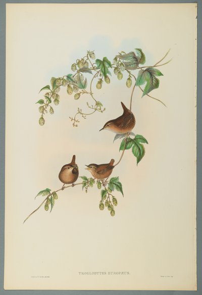 Troglodytes Europaeus - Vann Wren (farge litho på vevd papir) av John Gould