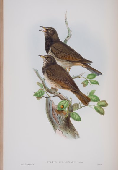 Turdis Atrogularis, plate fra The Birds of Great Britain av John Gould, utgitt 1862-73 (håndfarget lito) av John Gould