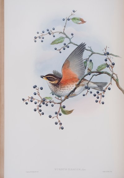 Turdus Illacus, plate fra The Birds of Great Britain av John Gould, utgitt 1862-73 (håndfarget lito) av John Gould