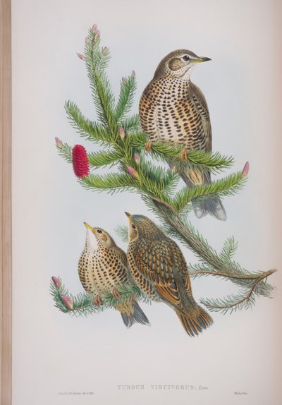Turdus Viscivorus, plate fra The Birds of Great Britain av John Gould, utgitt 1862-73 (håndfarget lito) av John Gould
