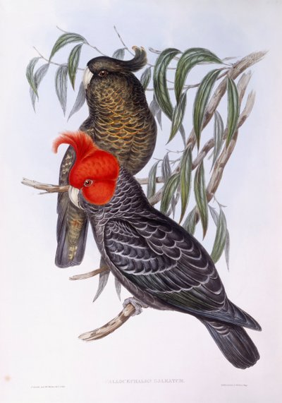 To papegøyer som sitter på gren, gravering av John Gould