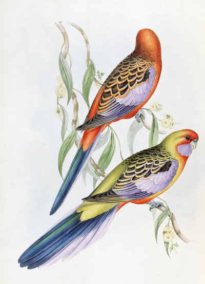 Ukjent bilde av John Gould