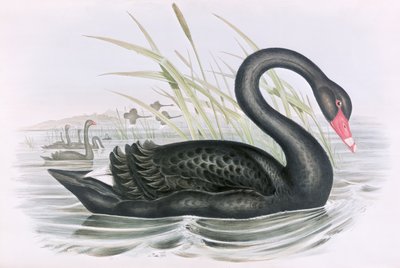Ukjent bilde av John Gould