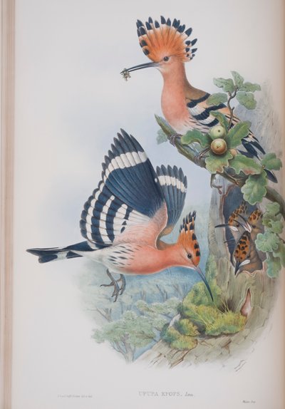 Upupa Epops, plate fra The Birds of Great Britain av John Gould, utgitt 1862-73 (håndfarget lito) av John Gould