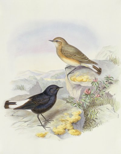 Variabel hvete (Oenanthe picata), Gravering av John Gould av John Gould