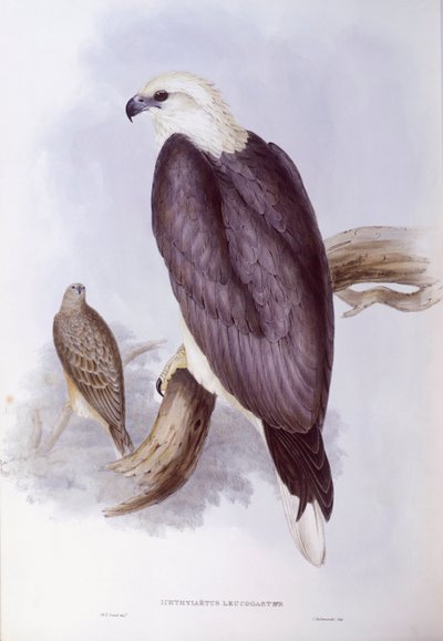 Hvitbuket fiskeørn (Haliaeetus leucogaster), Gravering av John Gould av John Gould