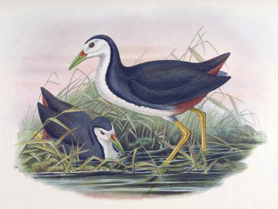 Hvitbrystet vannhøne Amaurornis phoenicurus (vimpel) av John Gould