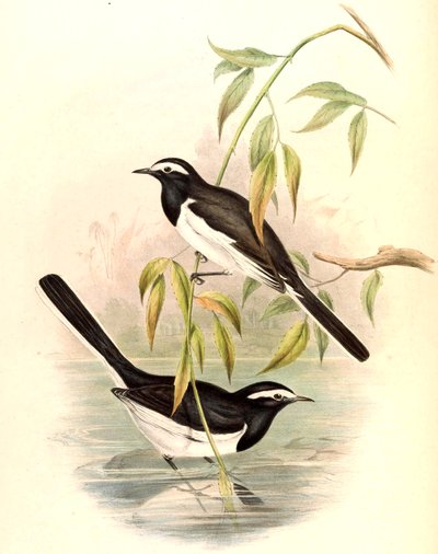 Hvitbrynet vipstjert Motacilla maderaspatensis Gmelin av John Gould