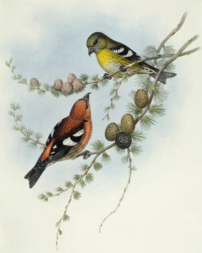 Hvitvinget korsnebb (Loxia leucoptera), Gravering av John Gould av John Gould