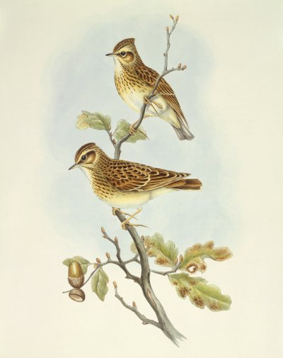 Trelerke (Lullula arborea), Gravering av John Gould av John Gould