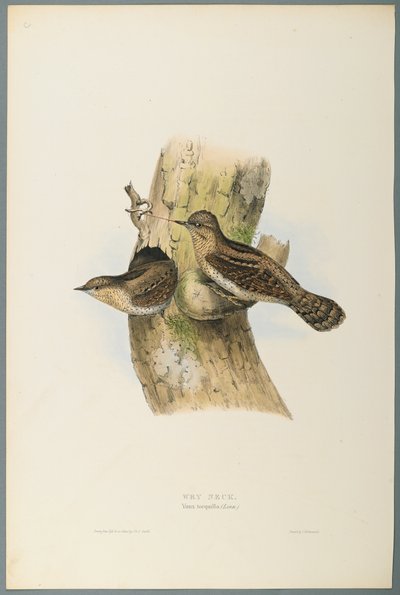 Yunx Torquilla: Wry Neck (fargelitho på vevd papir) av John Gould