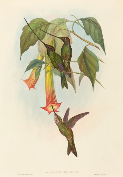 Docimastes ensiferus (sverdnebbkolibri) av John Gould and H.C. Richter