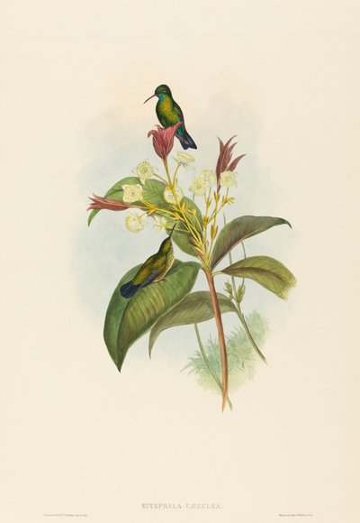 Blåkinnet safir av John Gould and H.C. Richter