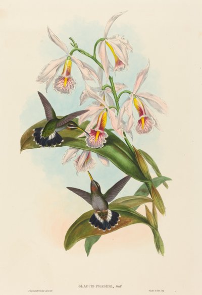 Glaucis fraseri (Frasers pigghals) av John Gould and H.C. Richter