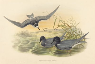Hydrochelidon nigra av John Gould and H.C. Richter