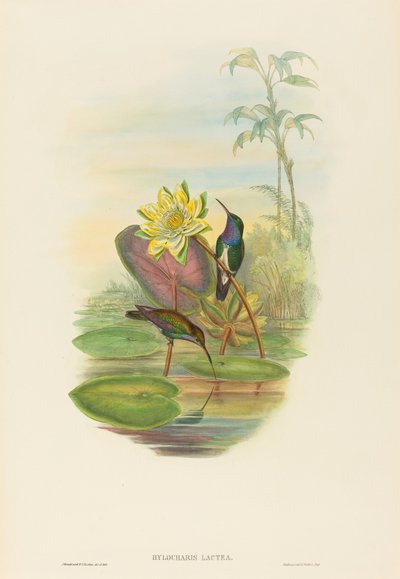 Hylocharis lactea (safirbrynet smaragd) av John Gould and H.C. Richter