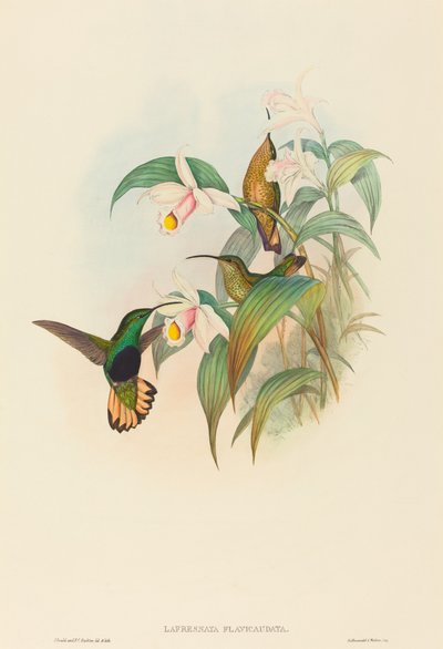 Lafresnaya flavicaudata (Buff-tailed Velvet-bryst) av John Gould and H.C. Richter
