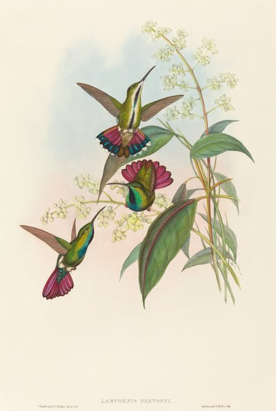 Lampornis prost av John Gould and H.C. Richter