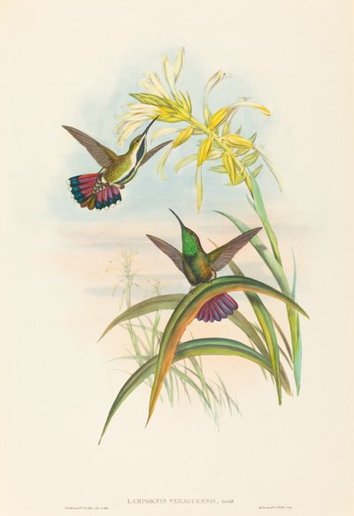 Lampornis veraguensis (Veraguan Mango) av John Gould and H.C. Richter