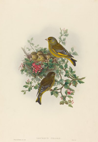 Ligurinus chloris (grønnfink) av John Gould and H.C. Richter