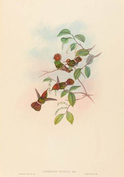 Spangled Coquette av John Gould and H.C. Richter