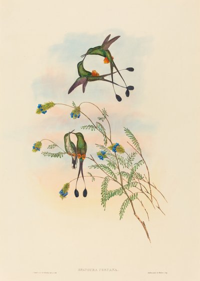 Spathura peruana (peruansk rackethale) av John Gould and H.C. Richter