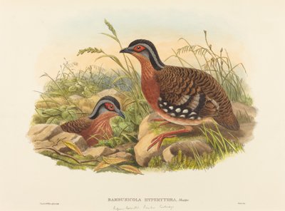 Rufous-breasted bambus rapphøne (Bambusicola Hyperythra) av John Gould and W. Hart