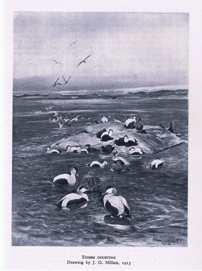 Eider som frier til, Nature in Britain utgitt av Collins, 1946 av John Guille Millais