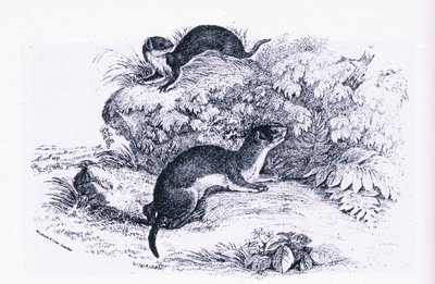 Studies of Badgers, Nature in Britain utgitt av Collins av John Guille Millais