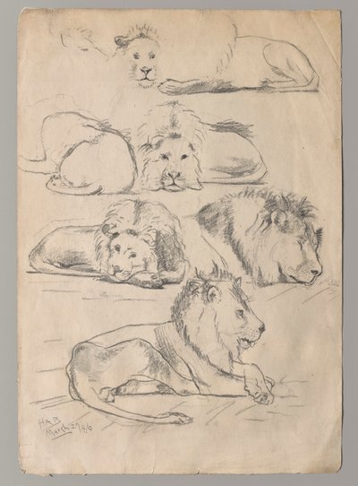 Studii despre Lionsnorwegian av John Haberle