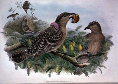 Chlamydera Orientalis (farge litho) av John and Hart William Gould