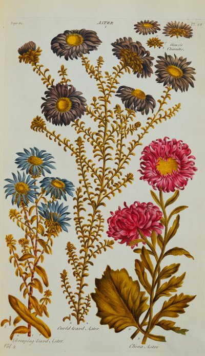 Aster, 1759-73 av John Hill