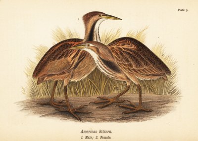 Amerikansk bittern, Botaurus lentiginosus, hann 1, hunn 2 av John James (after) Audubon
