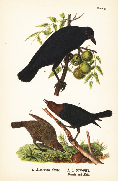 Amerikansk kråke, Corvus brachyrhynchos 1, og brunhodet kufugl, Molothrus ater, hunn 2 og hann 3 av John James (after) Audubon